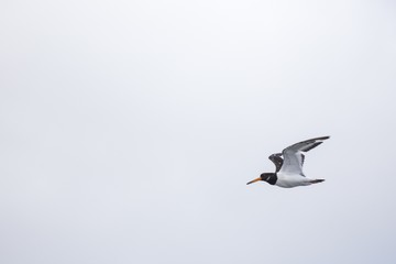 Eurasian oystercatcher (Haematopus ostralegus)