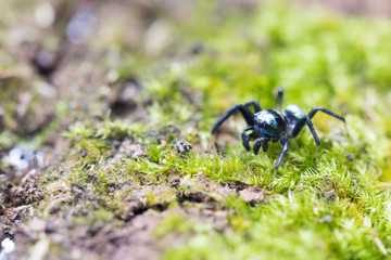 bluish jumping spider on green moss