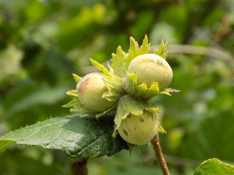 Immature hazelnuts on tree in forest