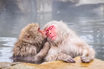 Gartenposter Lovely monkeys in the hot spring © Pattanasak Suksri