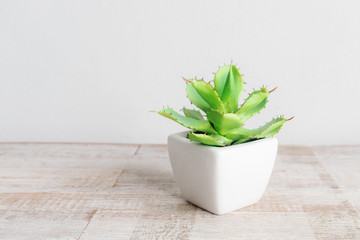 Green cactus in the pot with white background