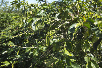 coffee tree