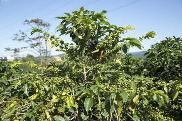 coffee tree