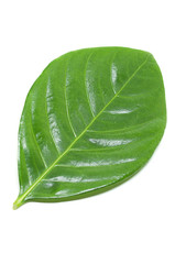 Cape Jasmine leaf