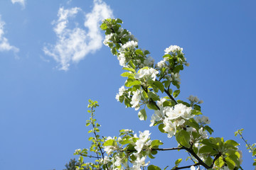 Apple blossom on sky background garden on spring