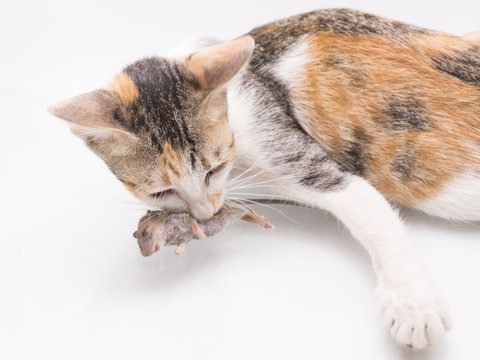 kitten,cat cath mouse on white background