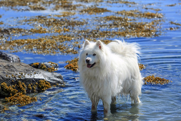 White smiling samoyed dog playing in the water in the summer 
