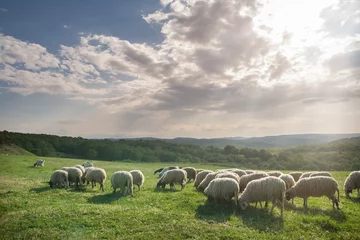 Photo sur Plexiglas Moutons Troupeau de moutons paissant sur une belle prairie de montagne