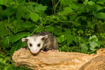 Naklejka premium A baby Opossum crawling in the woods.