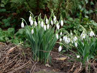 Obraz premium White snowdrops on ground