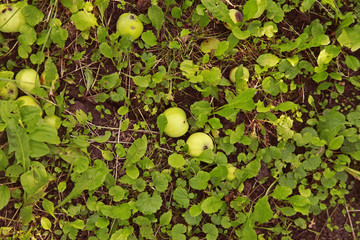 Fallen apples under a tree in an orchard