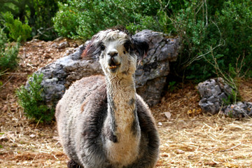Fototapeta premium Llama