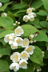 Jasmine flowers bunch