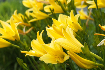 Yellow lily flowers bunch in garden
