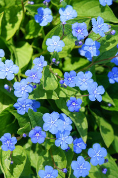 Little blue flowers of omphalodes or navelwort in grass