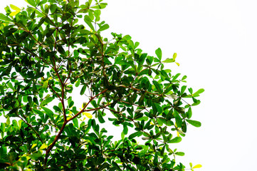 An Abstract Small Tree Leaves Isolated Background With Lively Green Color