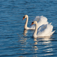 Two white swans on a lake, vibrant