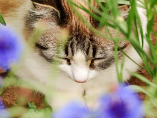 Obraz premium Closeup ginger cat sleeping in the flowers