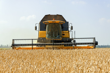 Fototapeta premium Combine harvests wheat on a field in sunny summer day