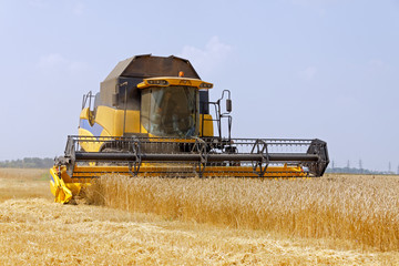 Combine harvests wheat on a field in sunny summer day