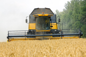 Fototapeta na wymiar Combine harvests wheat on a field in sunny summer day