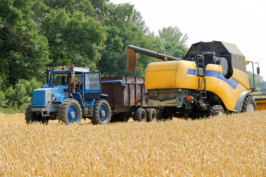 Combine harvester load wheat in the tractor trailer at the time of harvest in a sunny summer day