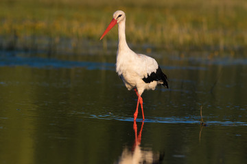 White stork Ciconia walking on the swamp