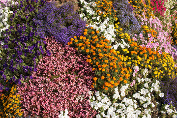Hintergrund Blumen