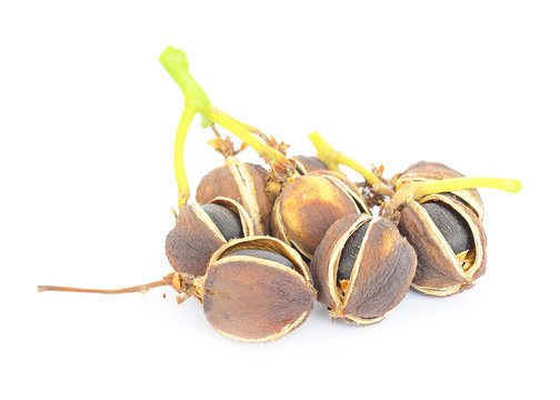 Physic nut (Jatropha curcas L.) on white background