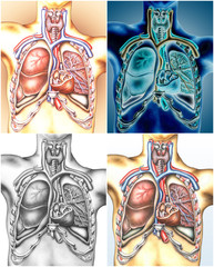 Brustkorb mit Lungenflügeln.Verschiedene Ansichten