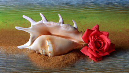 Piękna muszla i róża na piasku.