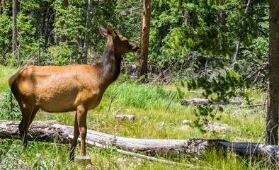 female elk in a grassy meadow near the woods
