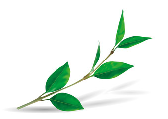 Green frond spring leaves