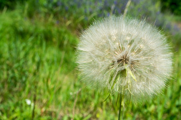 Fototapeta premium Dandelion close-up over green grass background