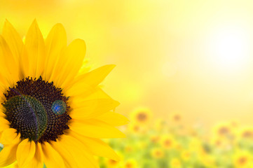 Obraz premium Hintergrund Sonnenblume mit Bukeh