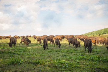 Eine Herde Bisons