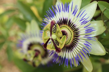 Passionsblumen