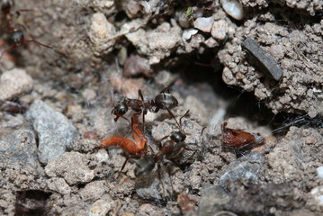 Nahaufnahme einer Wegameise, Lasius niger, 