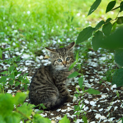 Naklejka na ściany i meble brown little kitten in the garden