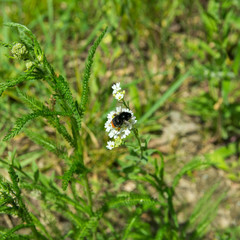 Bumblebee on a white flower