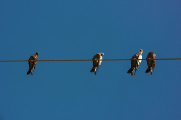four doves sitting at a wire