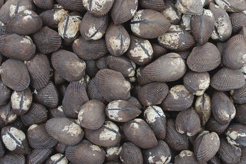 Background of Blood Cockles (Anadara tuberculosa).
