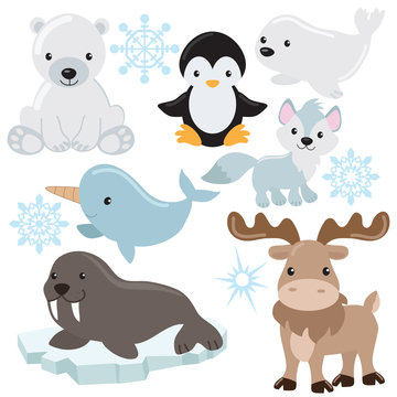 Arctic animal vector illustration