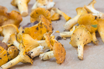 edible mushrooms chantarelle