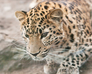 Portrait of Janav leopard - Panthera pardus