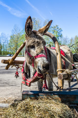 Harnessed donkey portrait