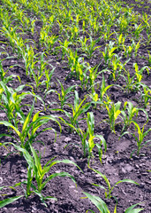 corn growing in the garden