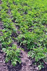Fototapeta na wymiar potatoes growing in the garden
