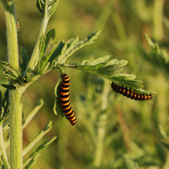 chenilles striées de noir et d'orange