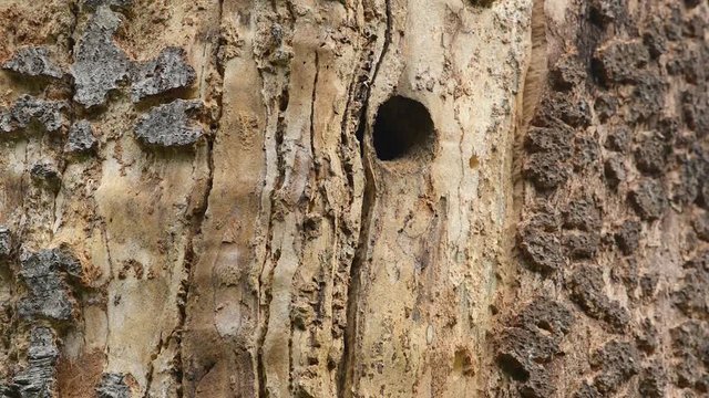 Buntspecht, Great spotted woodpecker, Dendrocopos major
